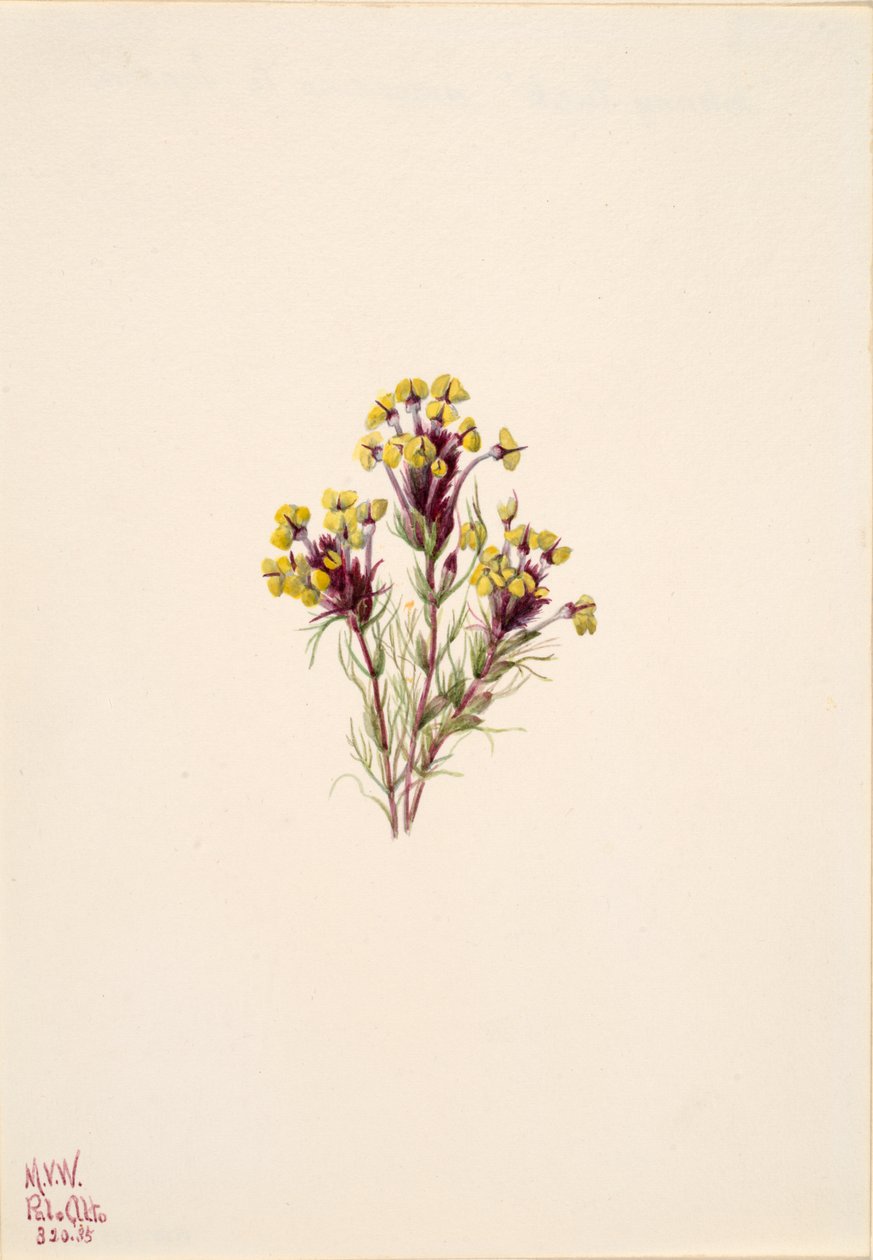 Uglekløver Orthocarpus erianthus, 1935. av Mary Vaux Walcott