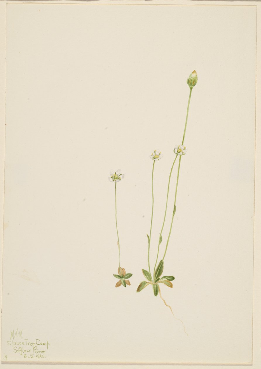  av Mary Vaux Walcott