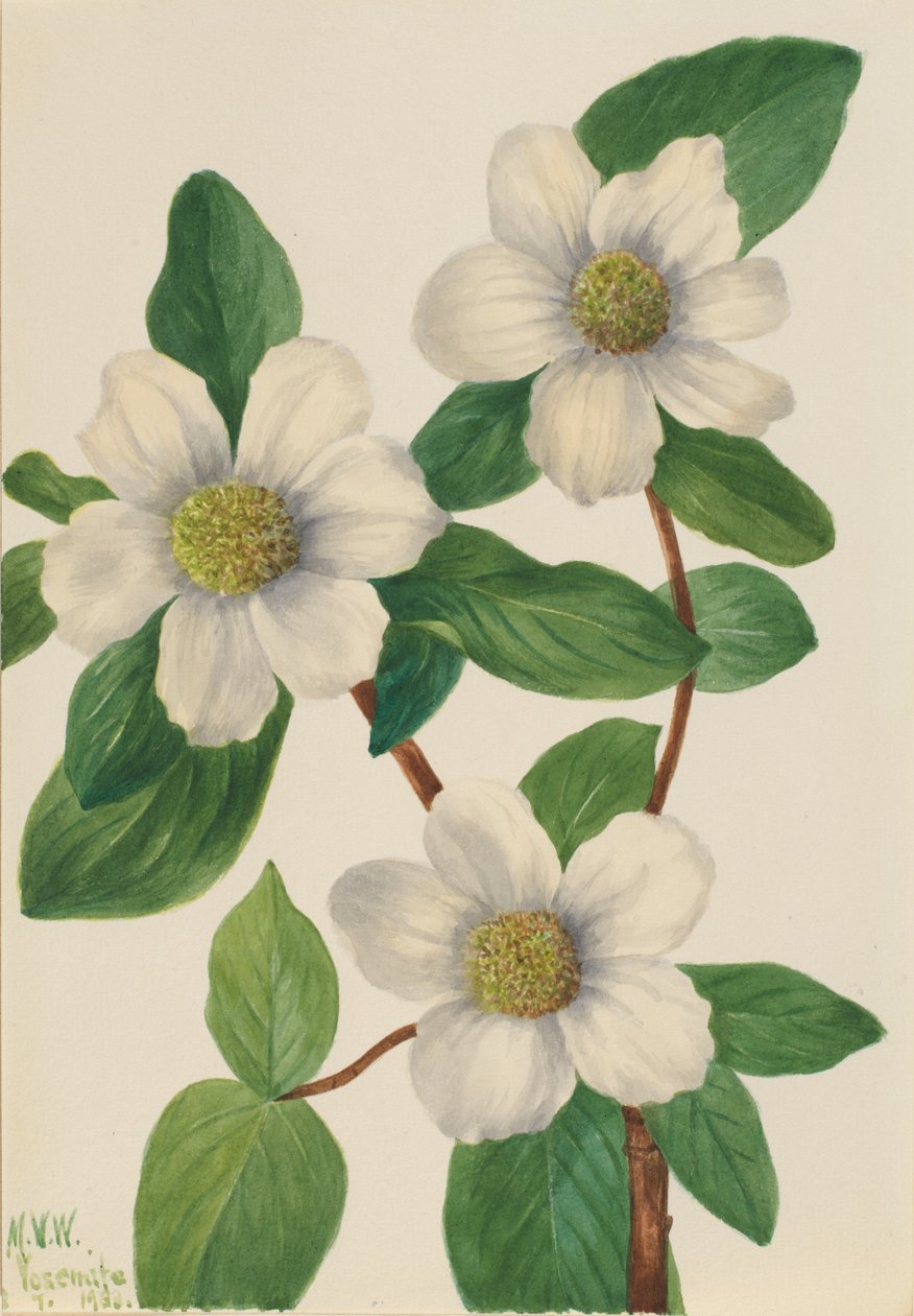  av Mary Vaux Walcott