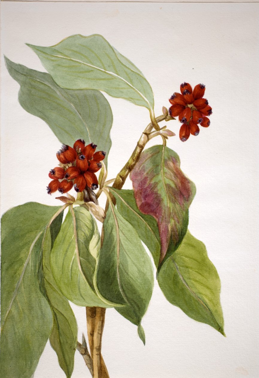  av Mary Vaux Walcott