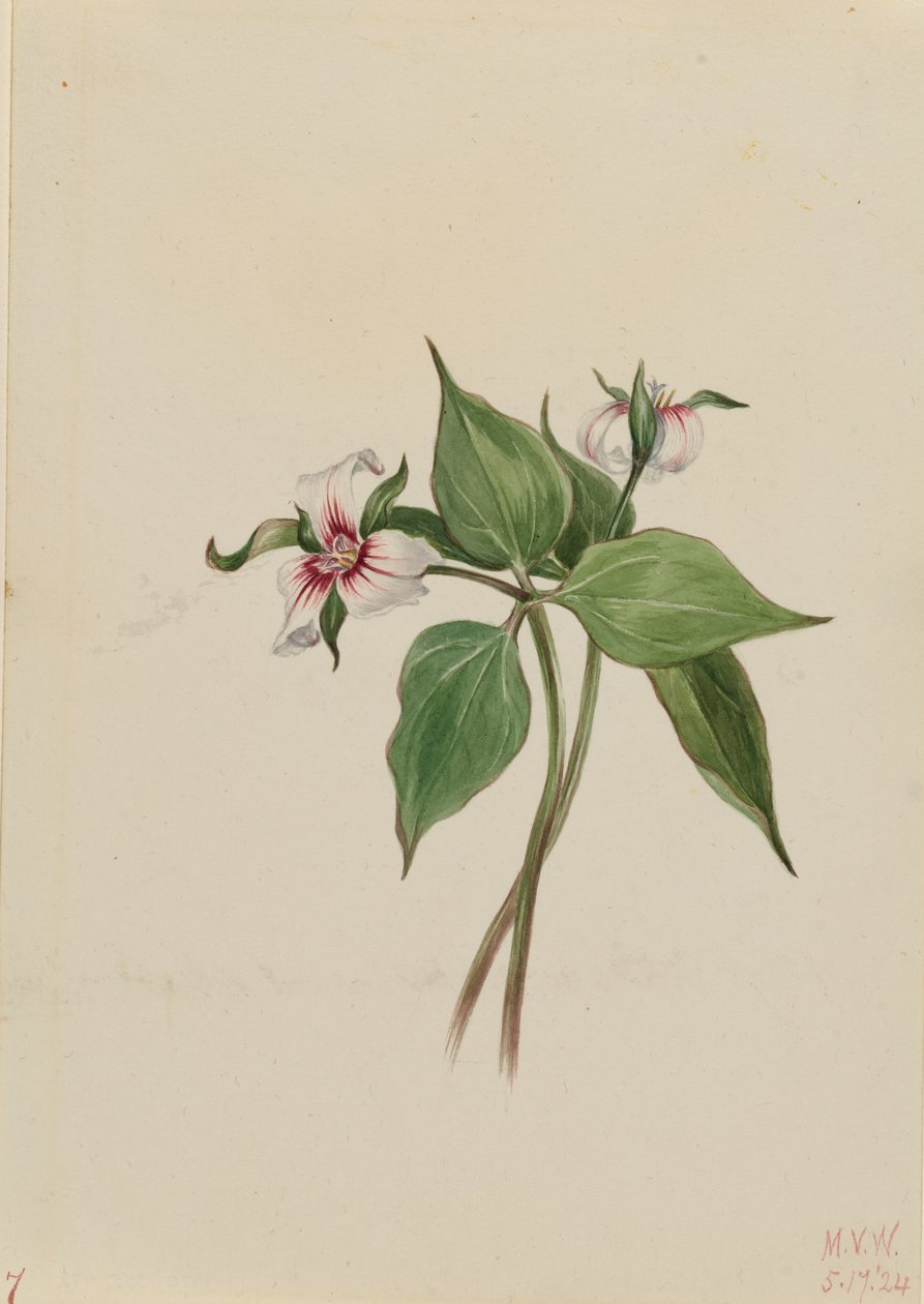  av Mary Vaux Walcott