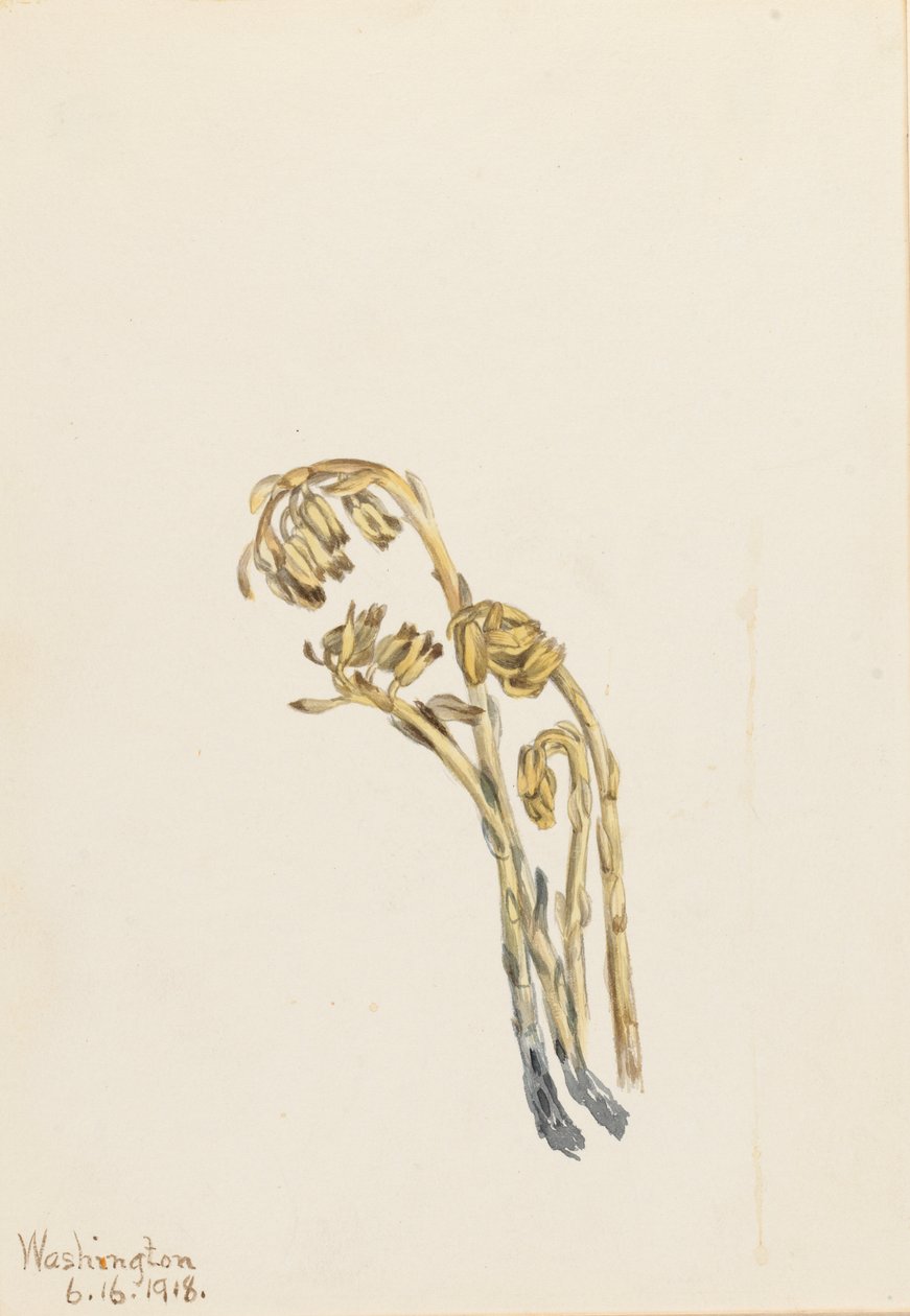  av Mary Vaux Walcott