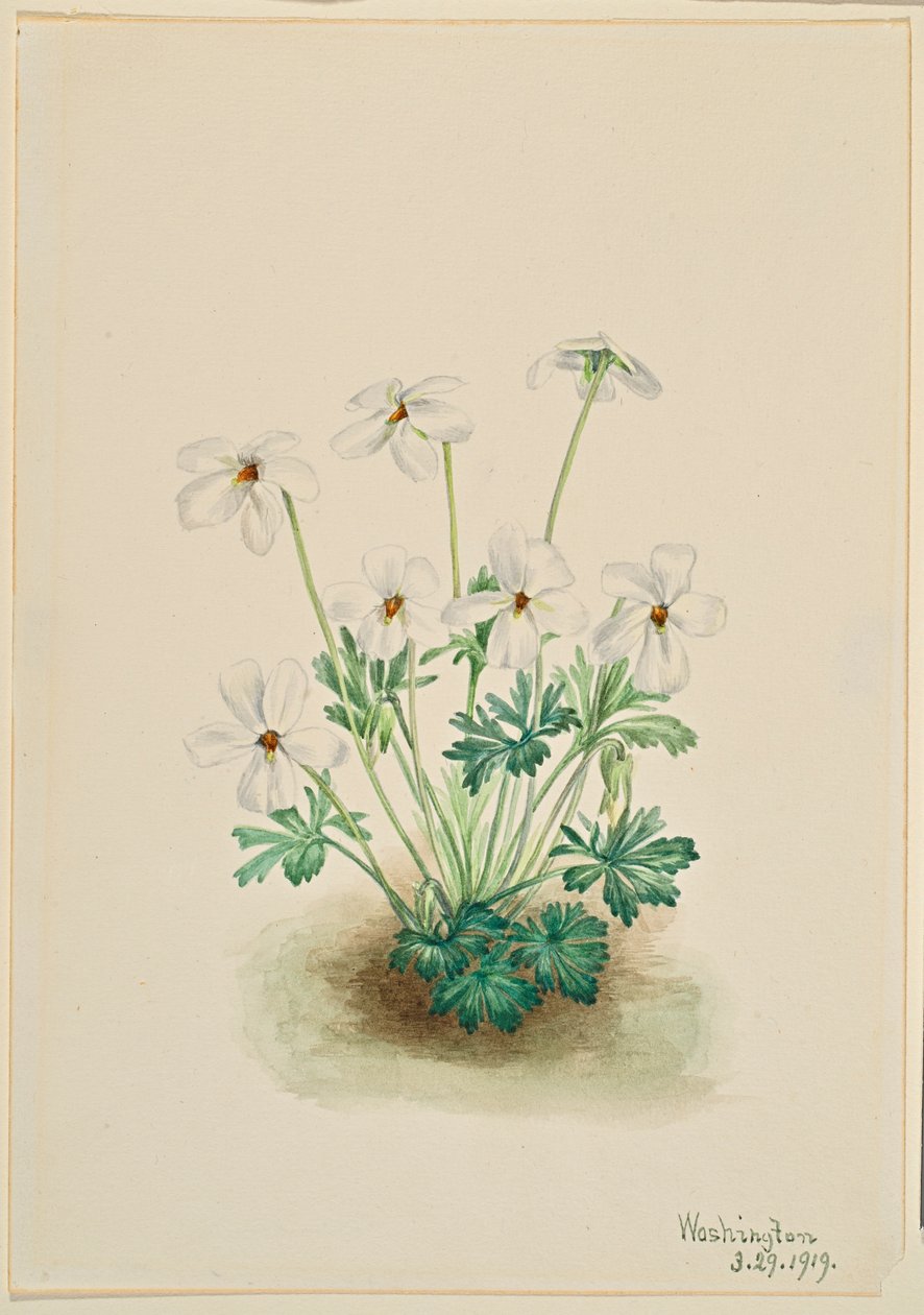  av Mary Vaux Walcott