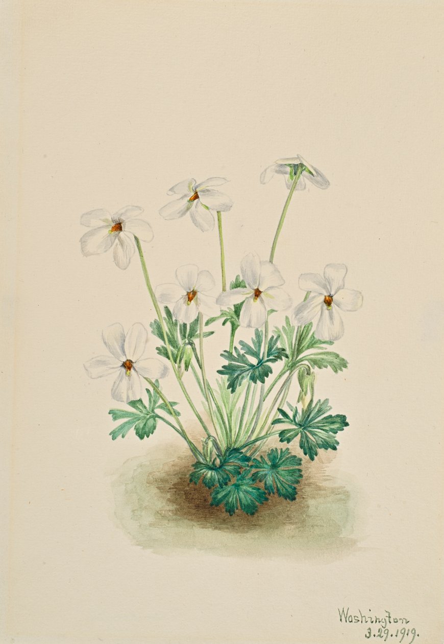 Stemorviolett Viola slitebane, 1919. av Mary Vaux Walcott