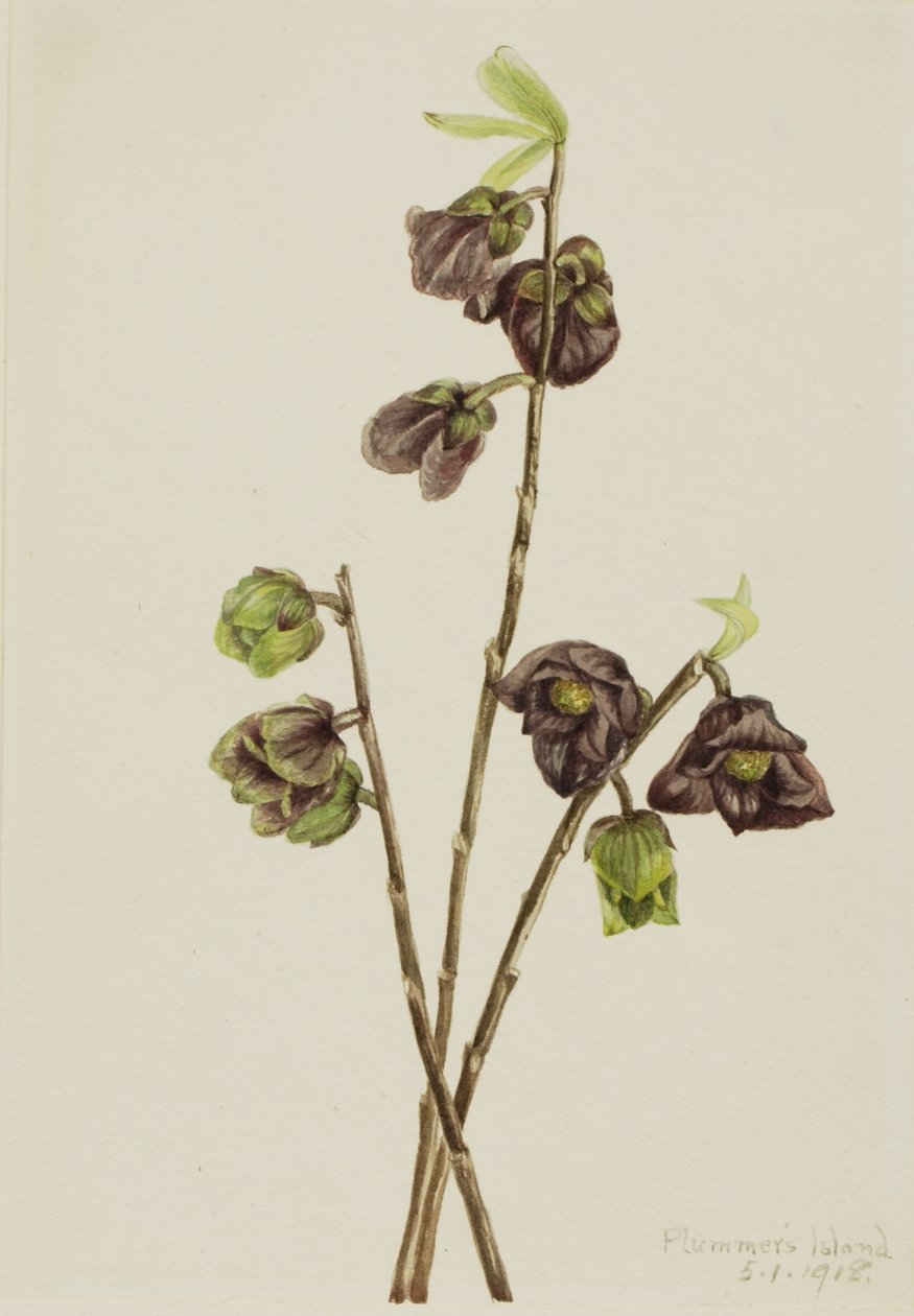  av Mary Vaux Walcott
