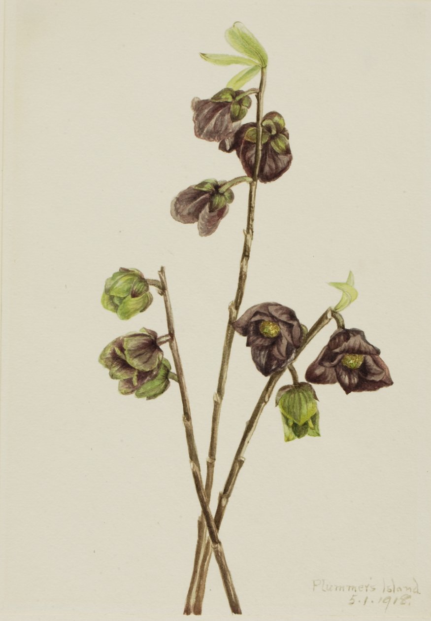 Papaw Asimina triloba, 1918. av Mary Vaux Walcott