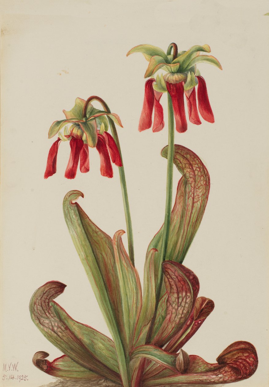 Papegøyekanne Sarracenia psittacina, 1925. av Mary Vaux Walcott