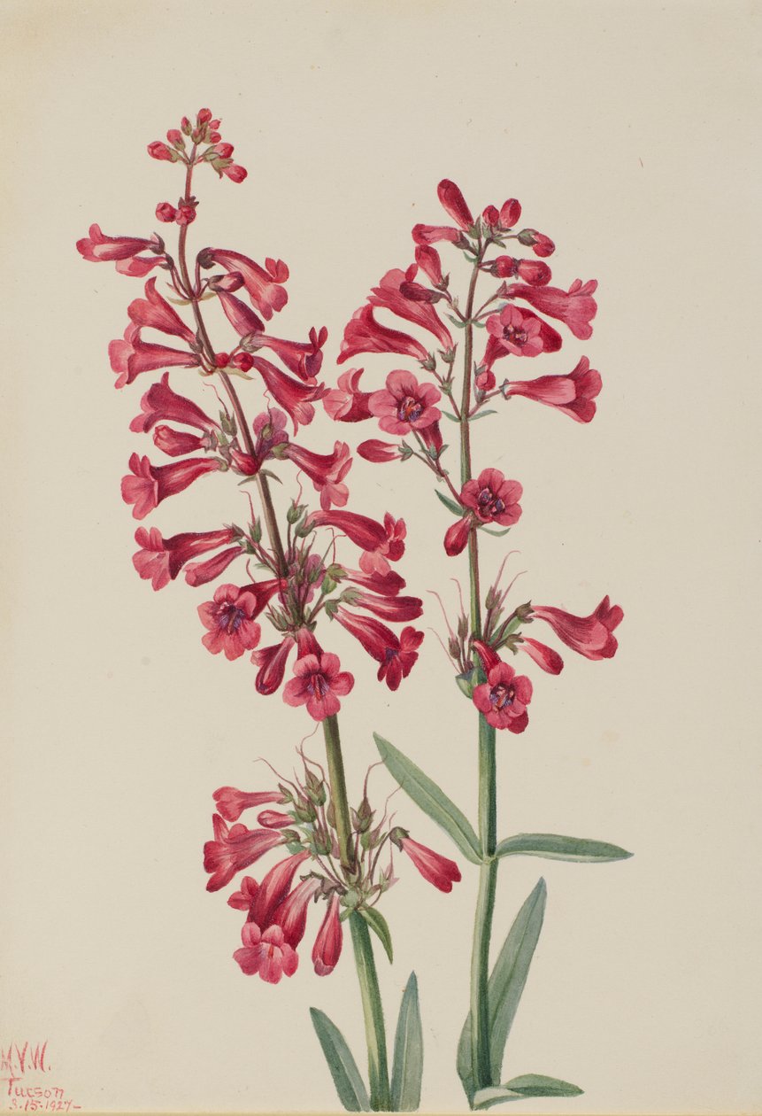 av Mary Vaux Walcott