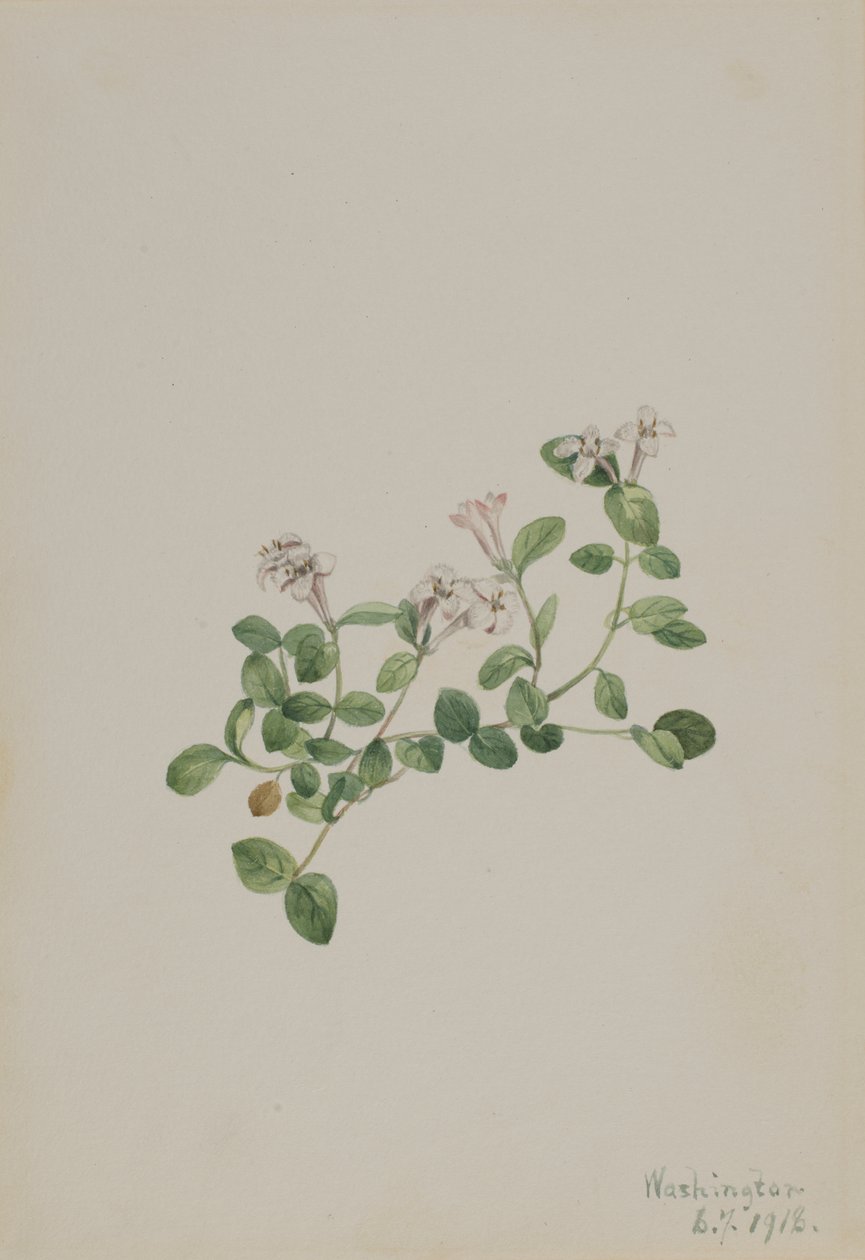  av Mary Vaux Walcott