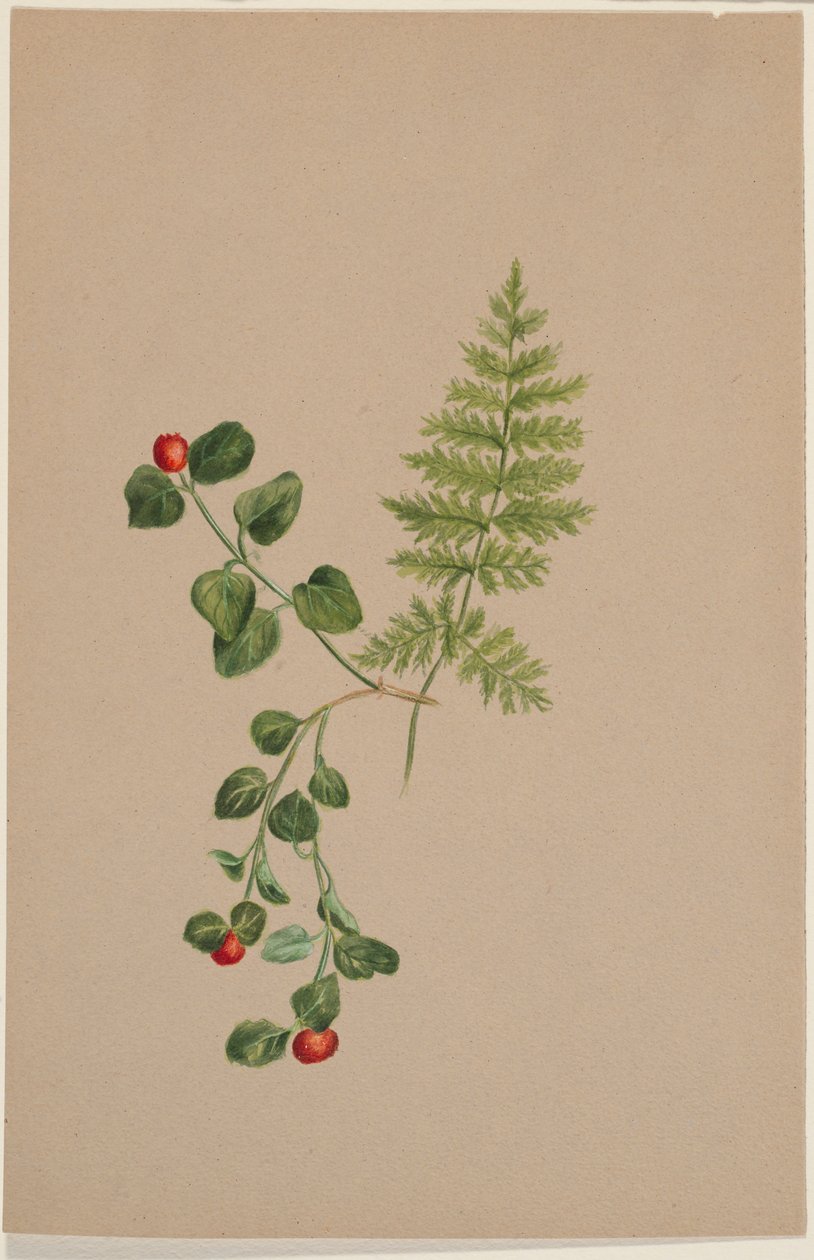  av Mary Vaux Walcott