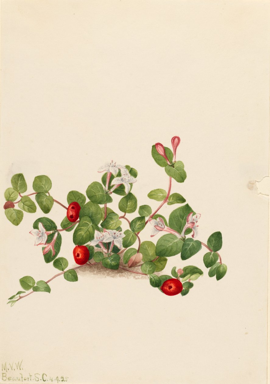  av Mary Vaux Walcott