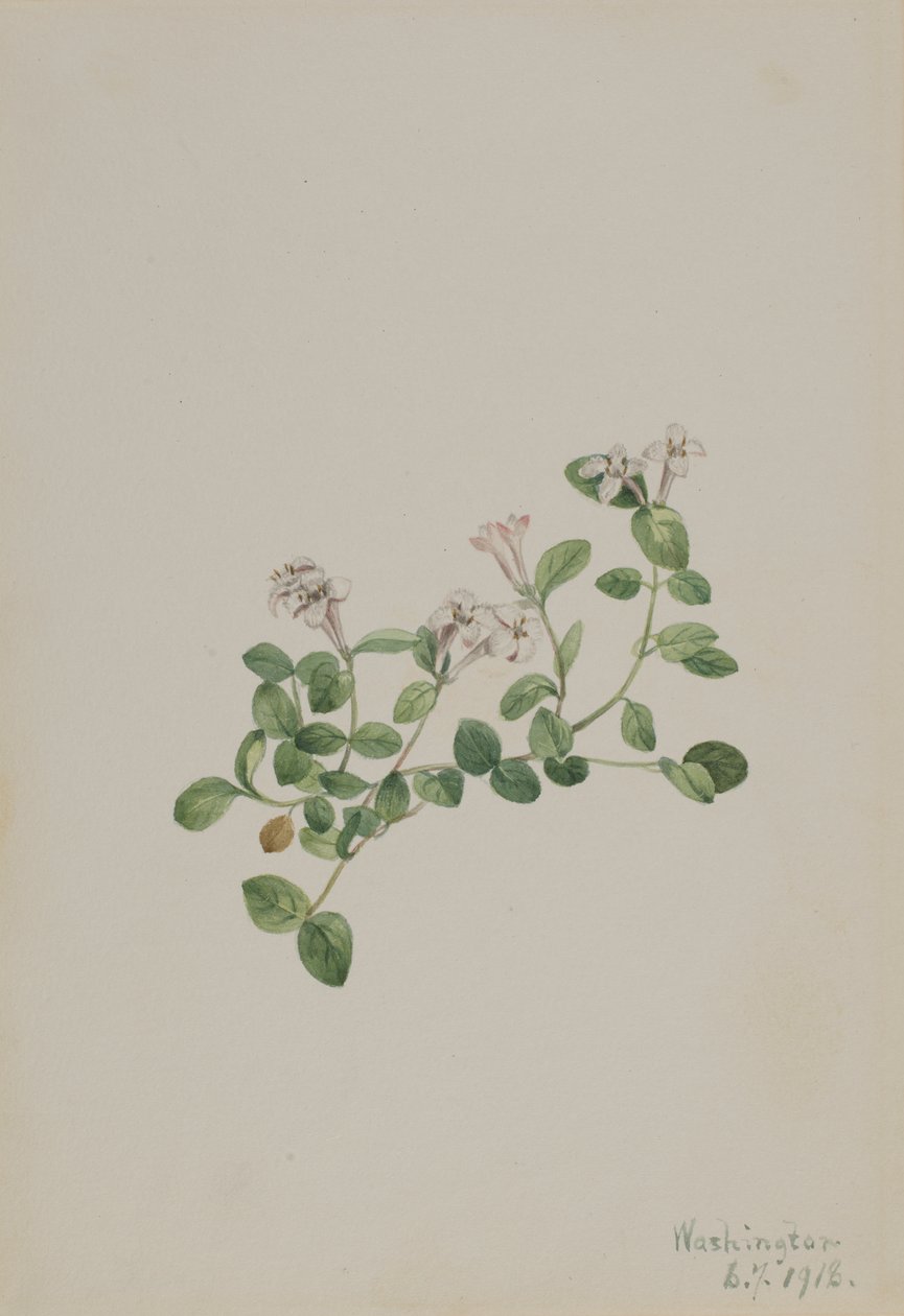 Partridgeberry Mitchella angret, 1918. av Mary Vaux Walcott