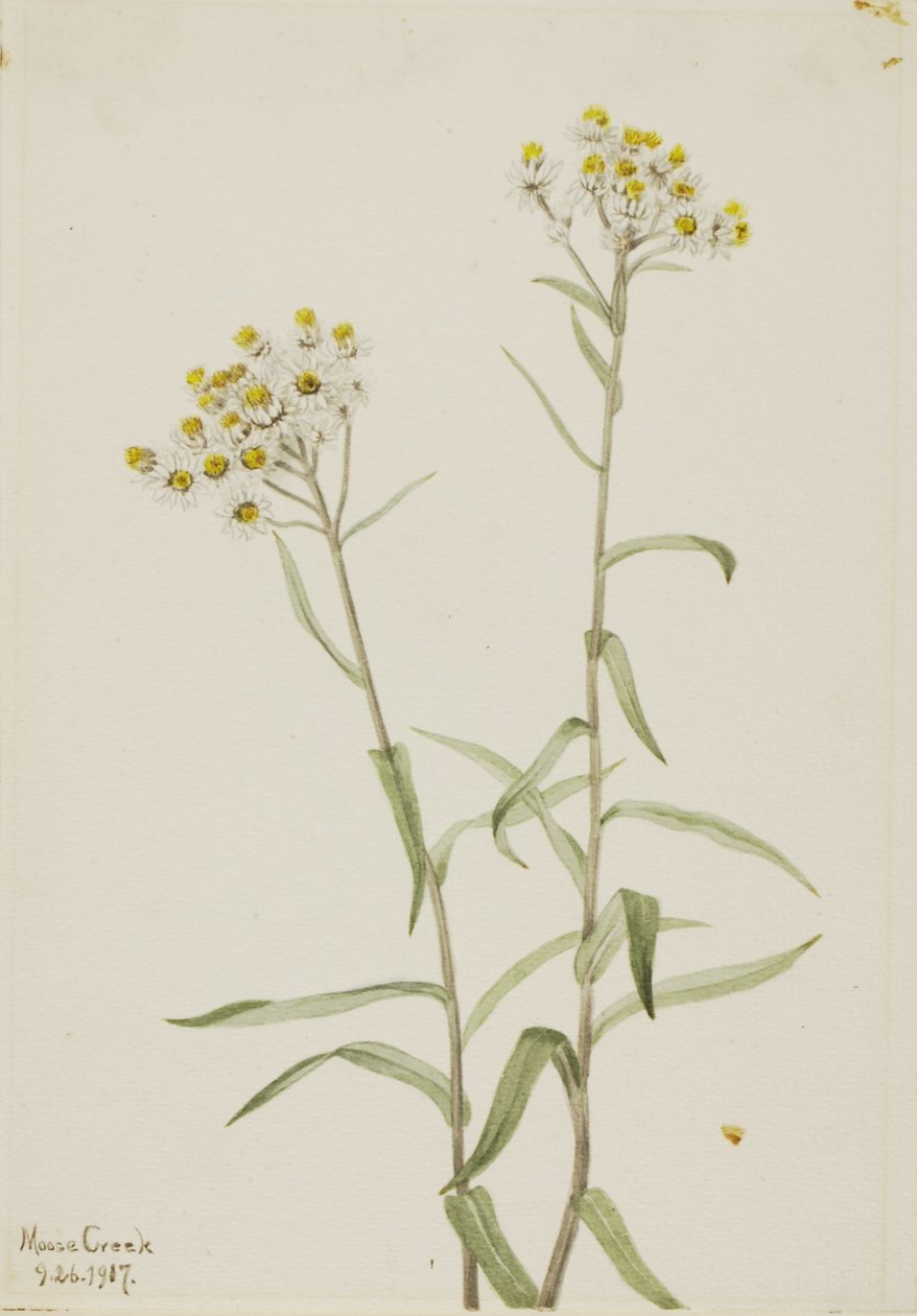  av Mary Vaux Walcott