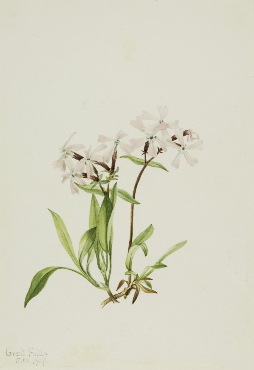  av Mary Vaux Walcott