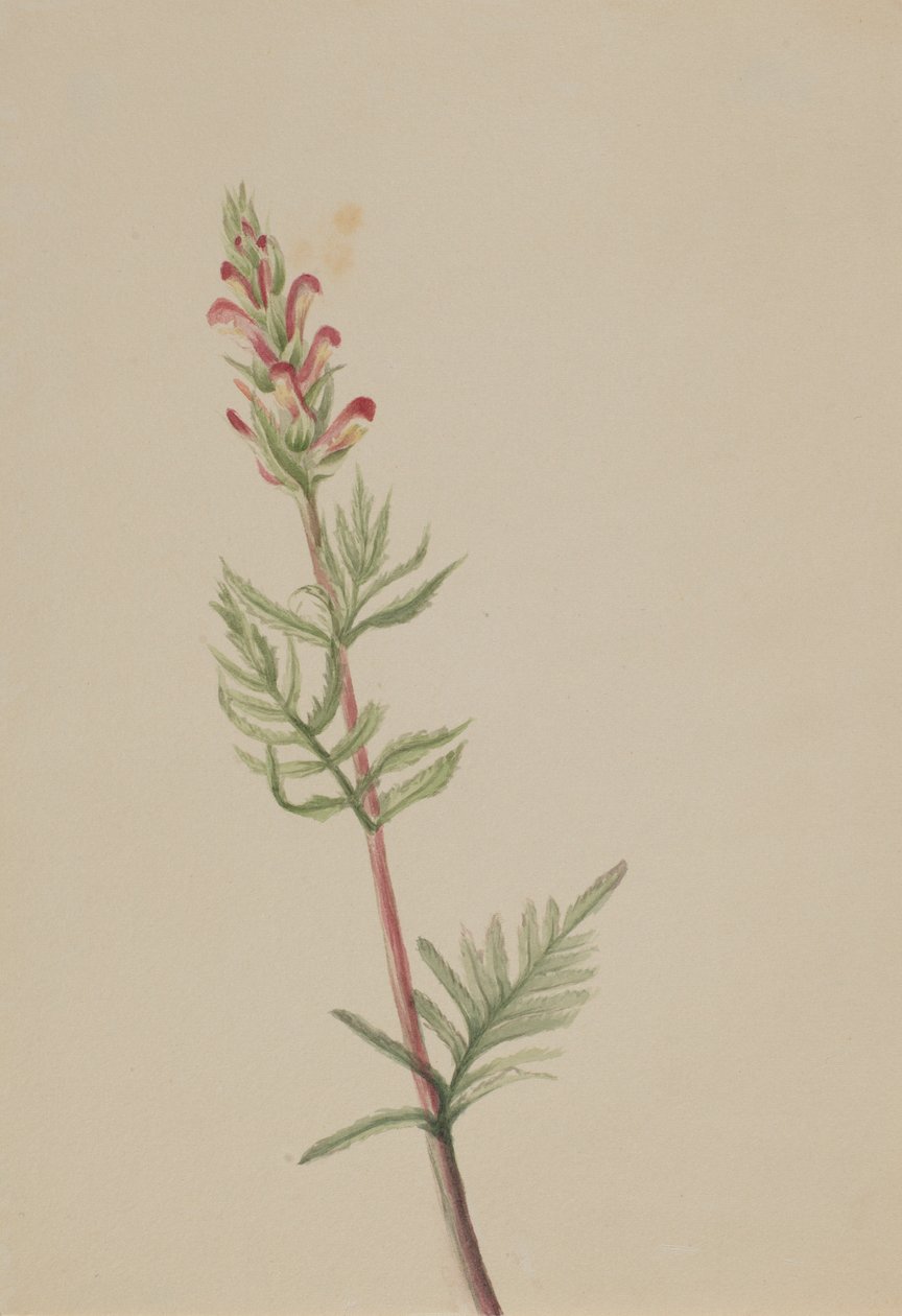  av Mary Vaux Walcott