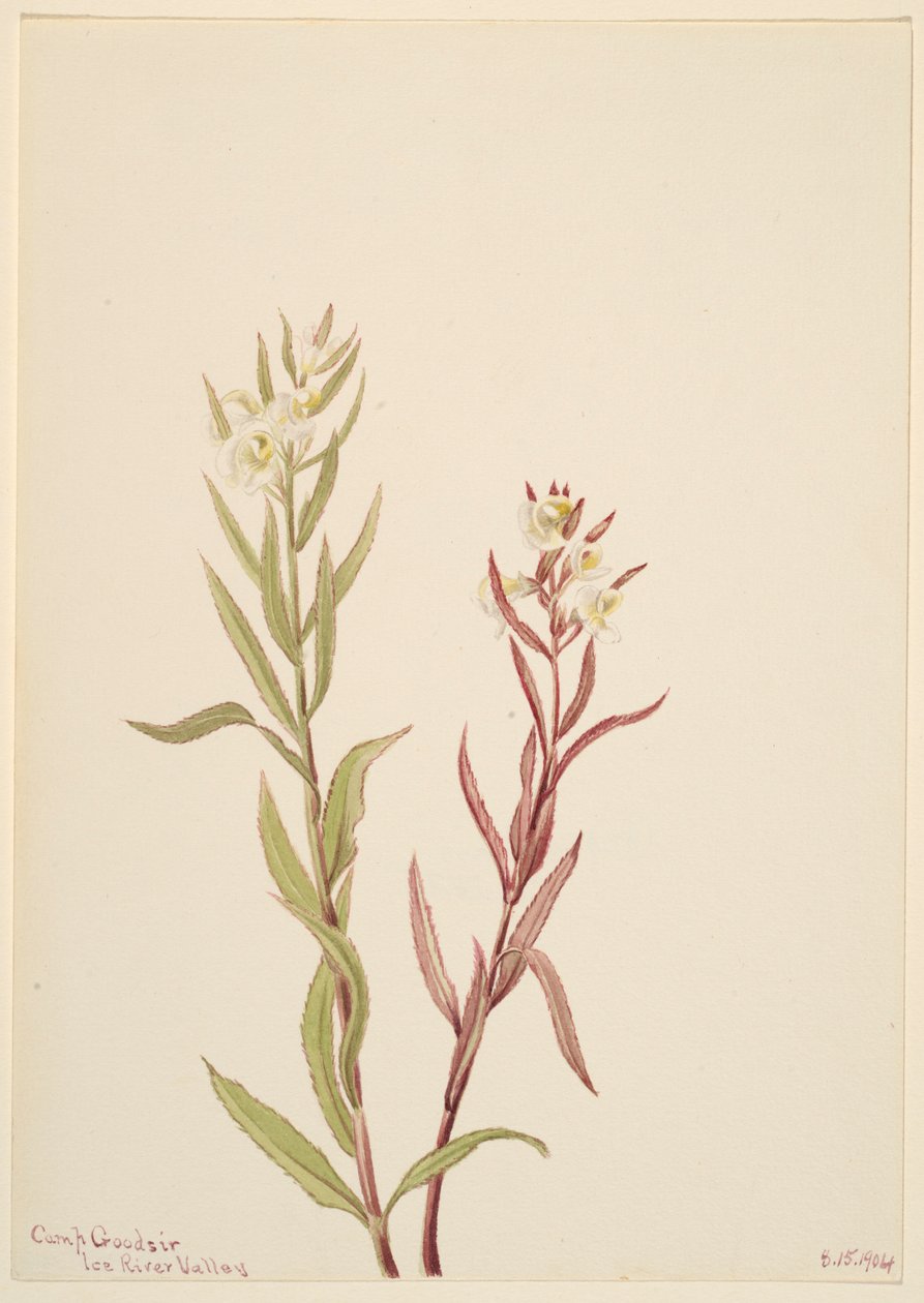  av Mary Vaux Walcott