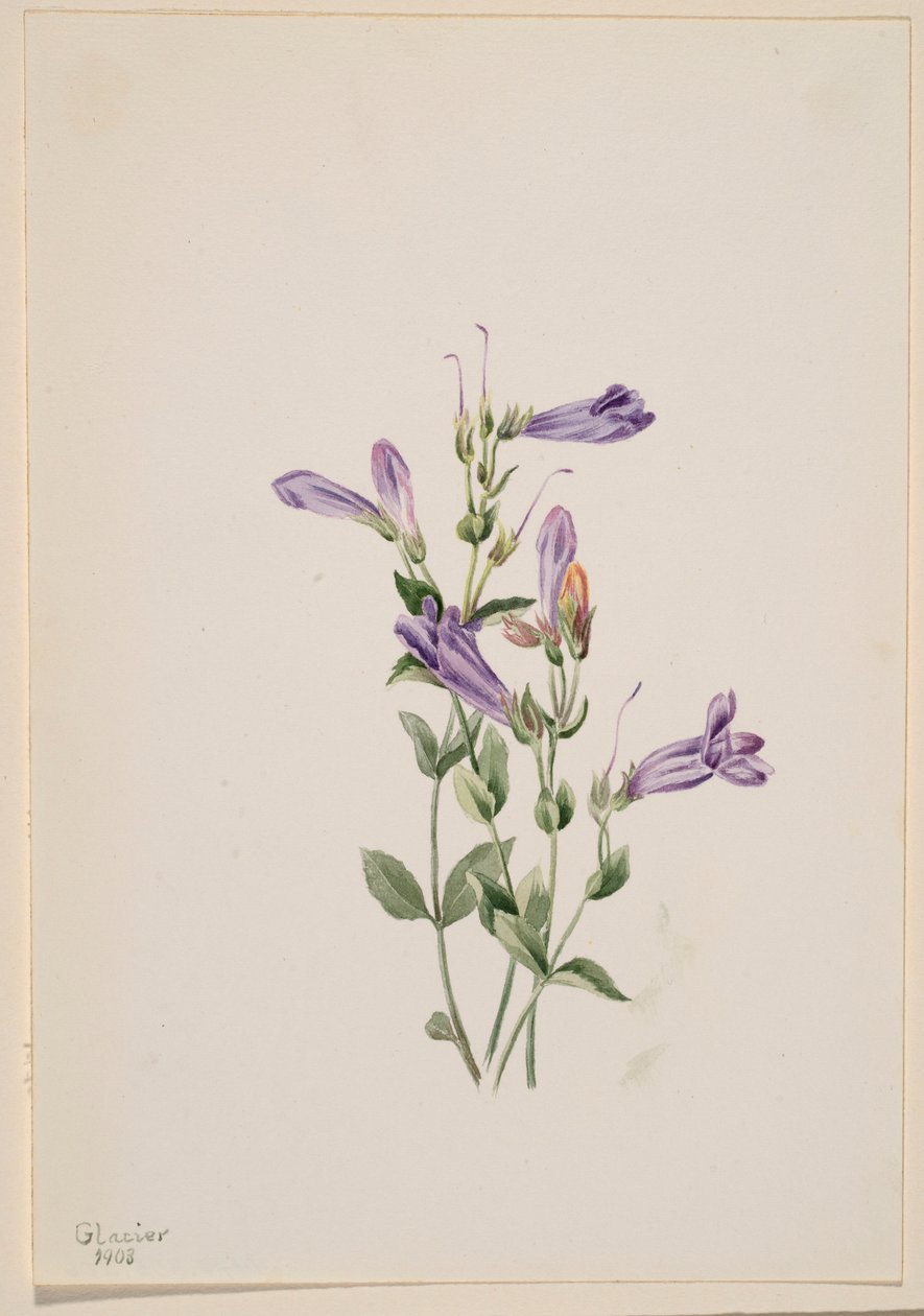  av Mary Vaux Walcott
