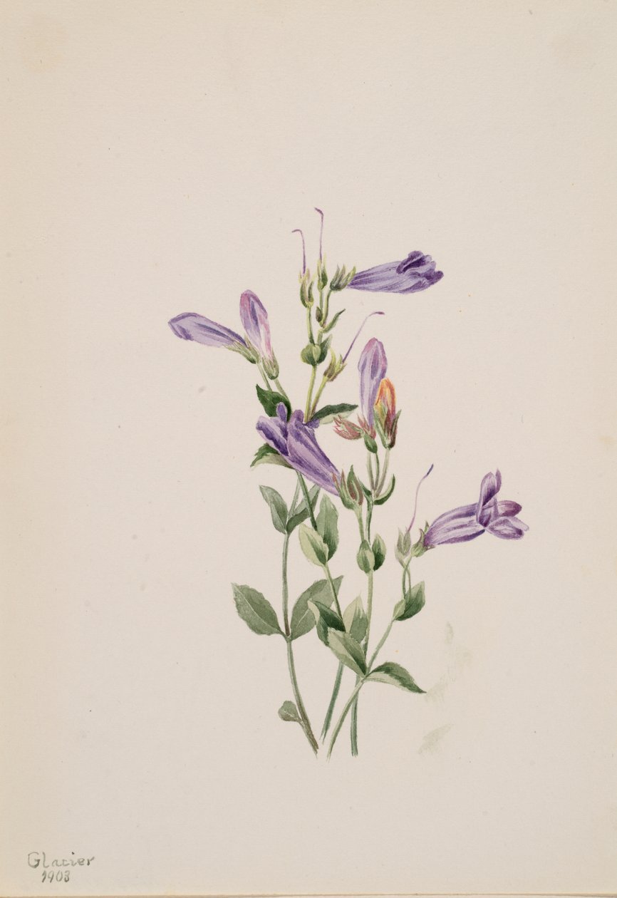 Penstemon Penstimon fruiticosus, 1903. av Mary Vaux Walcott
