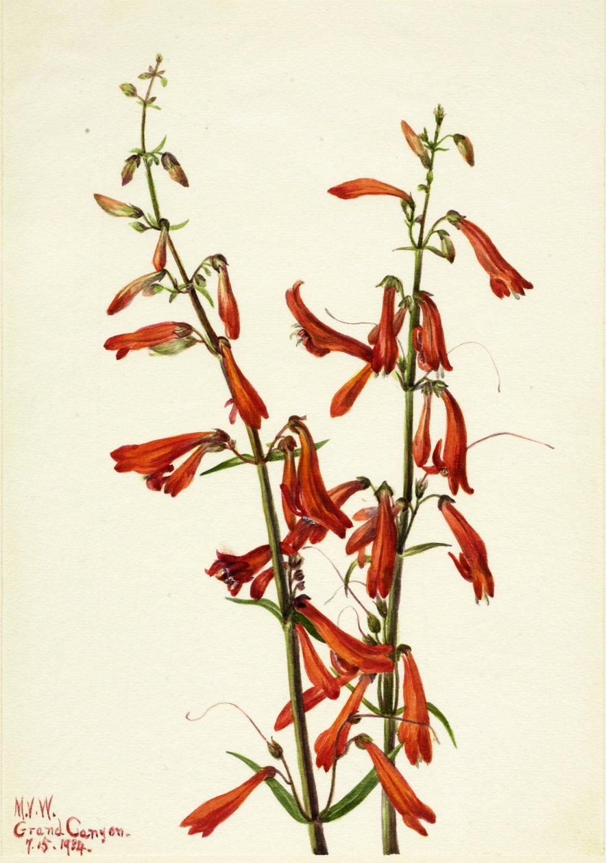  av Mary Vaux Walcott