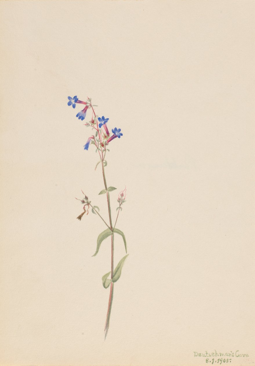  av Mary Vaux Walcott
