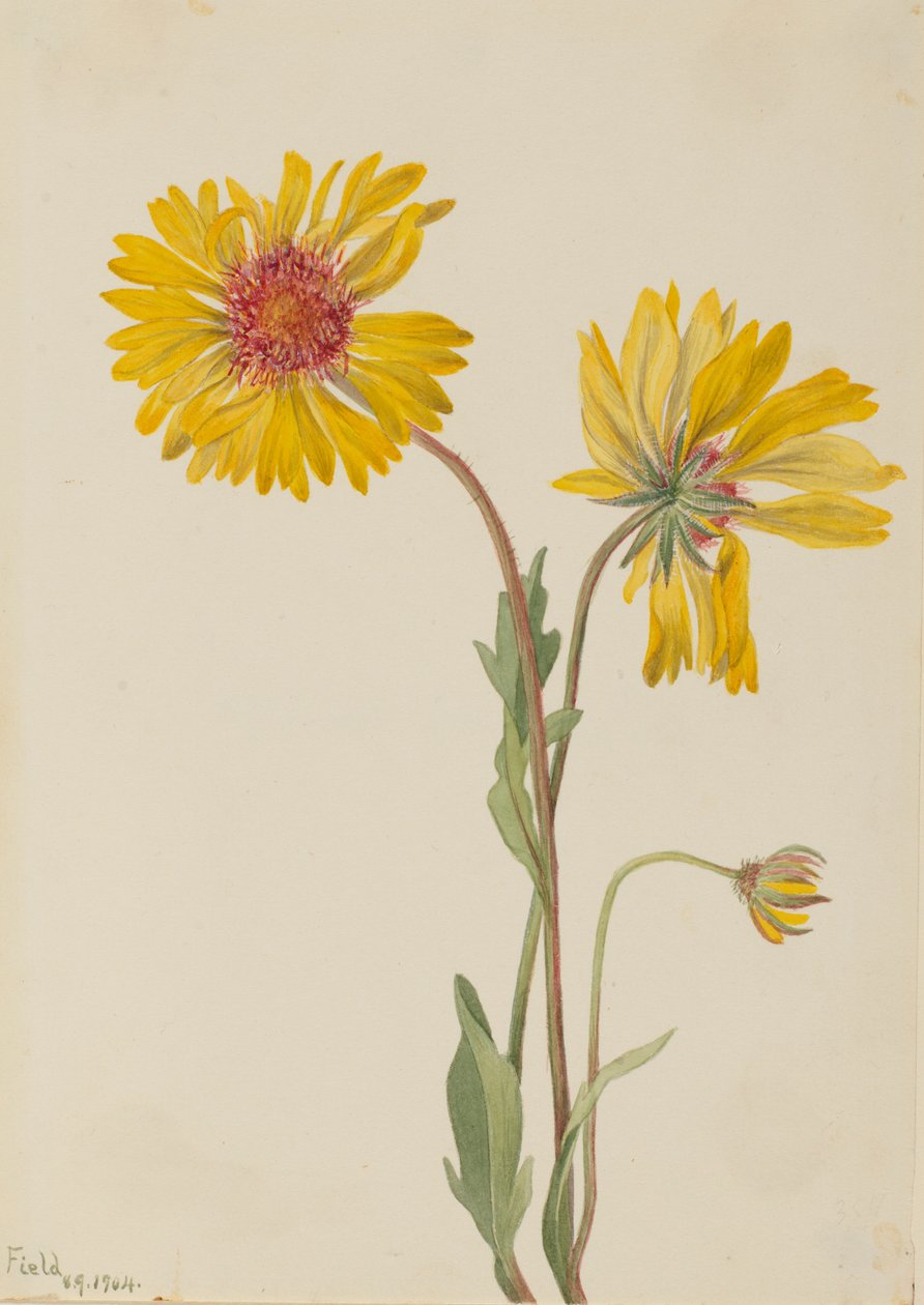  av Mary Vaux Walcott