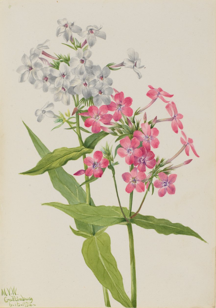  av Mary Vaux Walcott