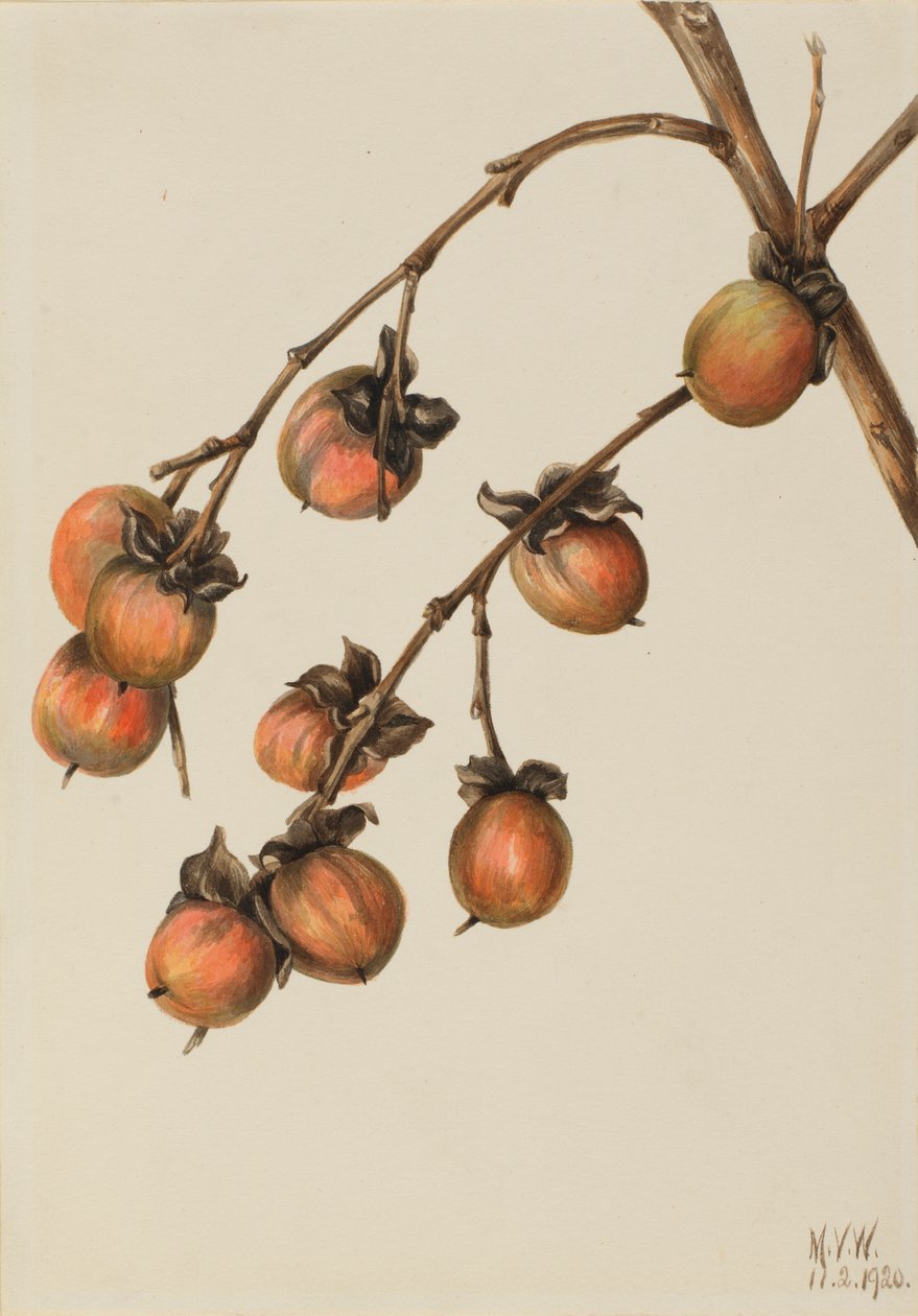  av Mary Vaux Walcott