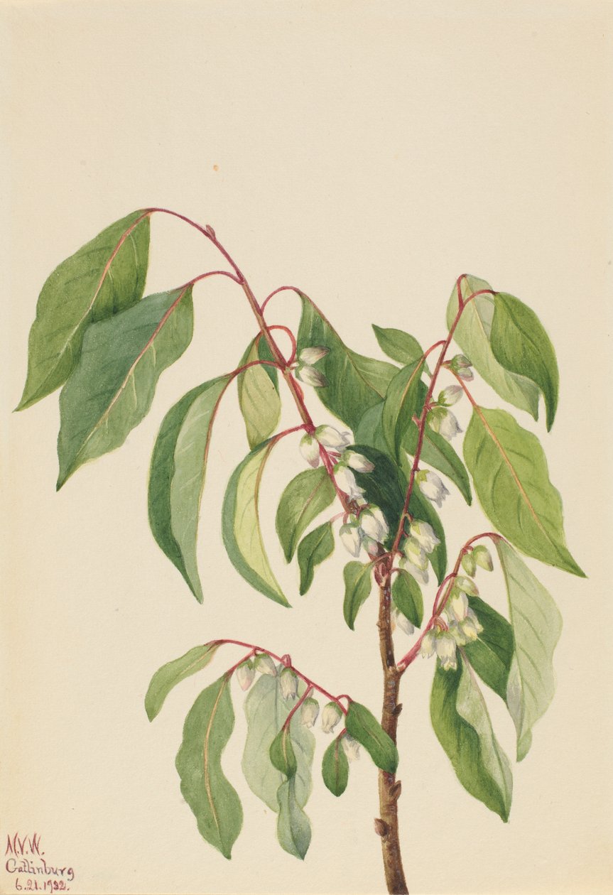  av Mary Vaux Walcott