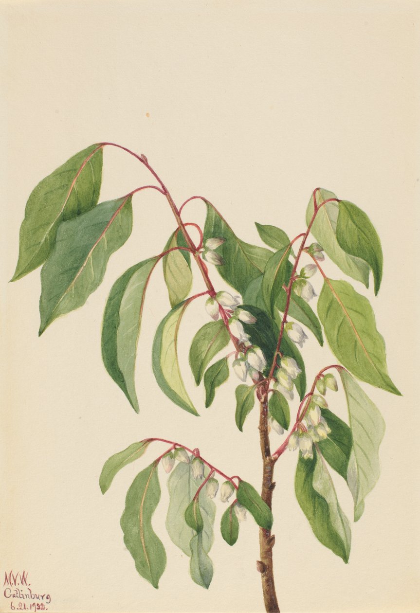 Persimmon Diospyros virginiana, 1932.    1139198   no       norwegian Successfully Translated  Original: Fashion at its Highest Translat: Fashion at its Highest 1400133 no norwegian Successfully Translated Original: De Yodo rivier Yodogawa (title on object av Mary Vaux Walcott