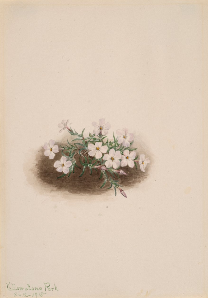 Phlox, 1915. av Mary Vaux Walcott