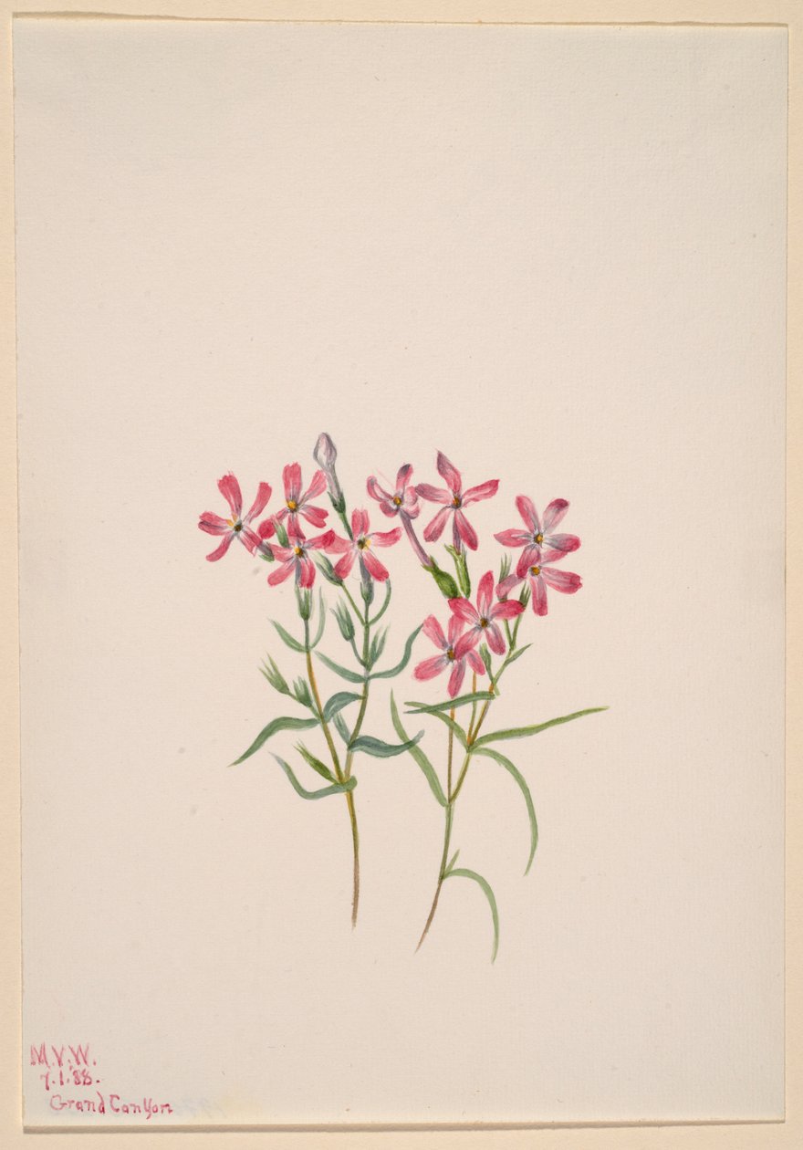  av Mary Vaux Walcott