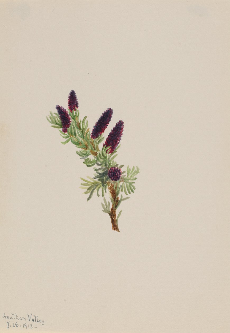  av Mary Vaux Walcott