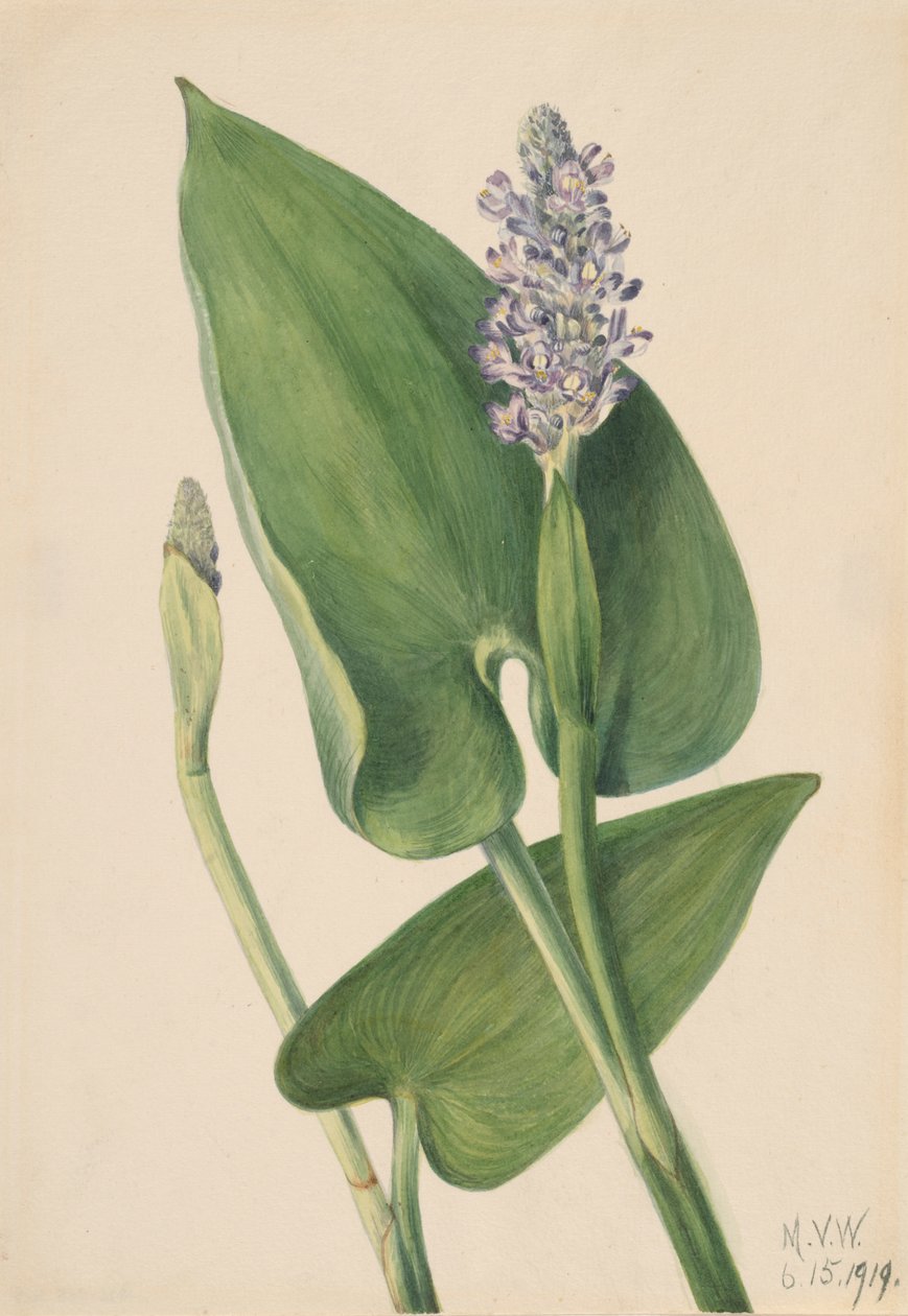 Pickerelweed Pontederia cordata, 1919. av Mary Vaux Walcott