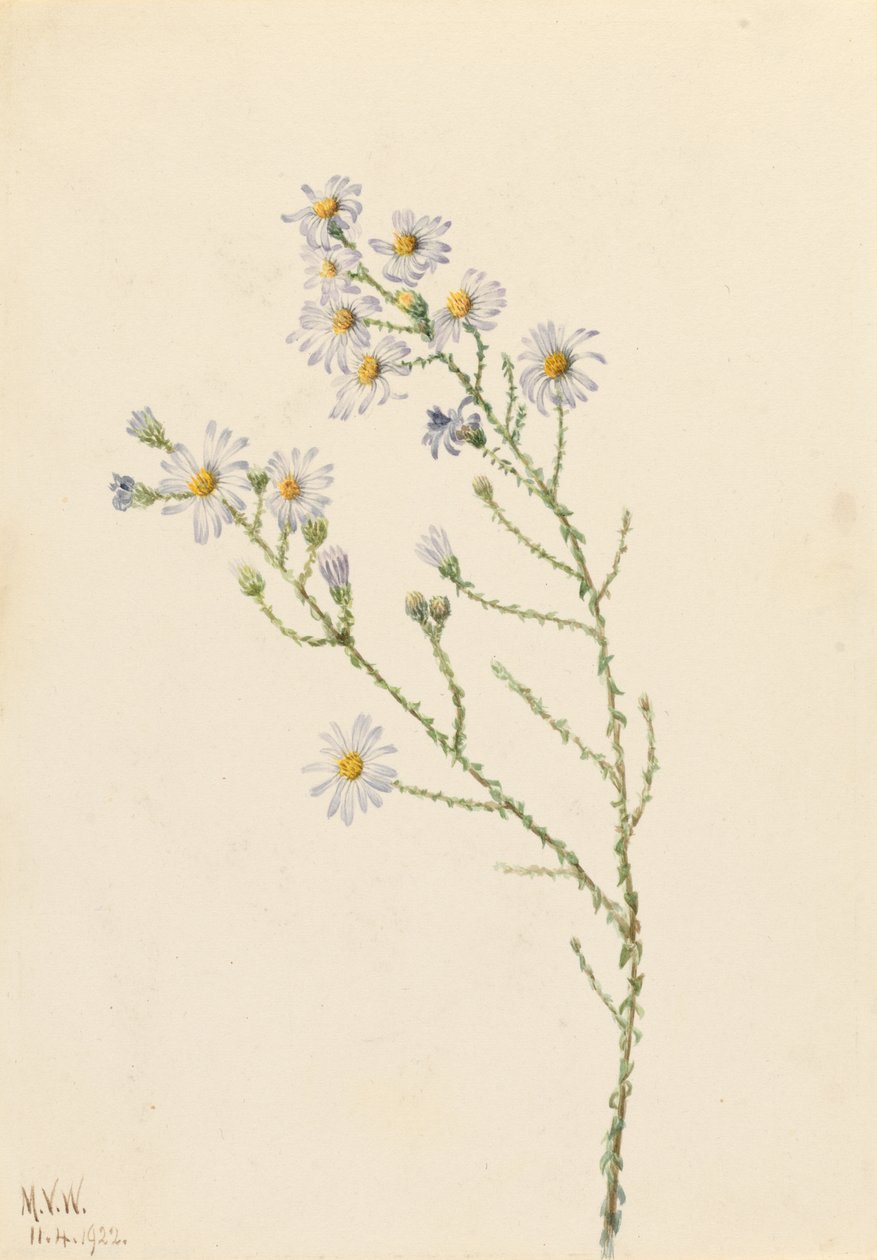  av Mary Vaux Walcott