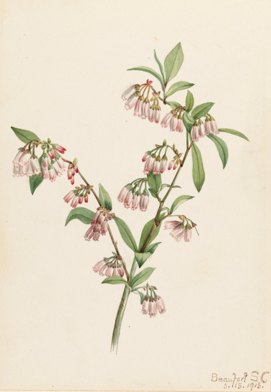 Pineland Blueberry Vaccinium tenellum, 1918. av Mary Vaux Walcott