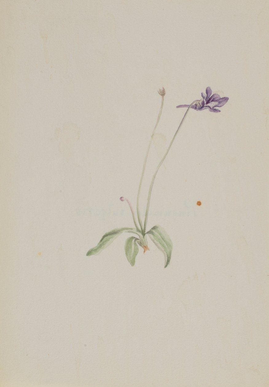  av Mary Vaux Walcott