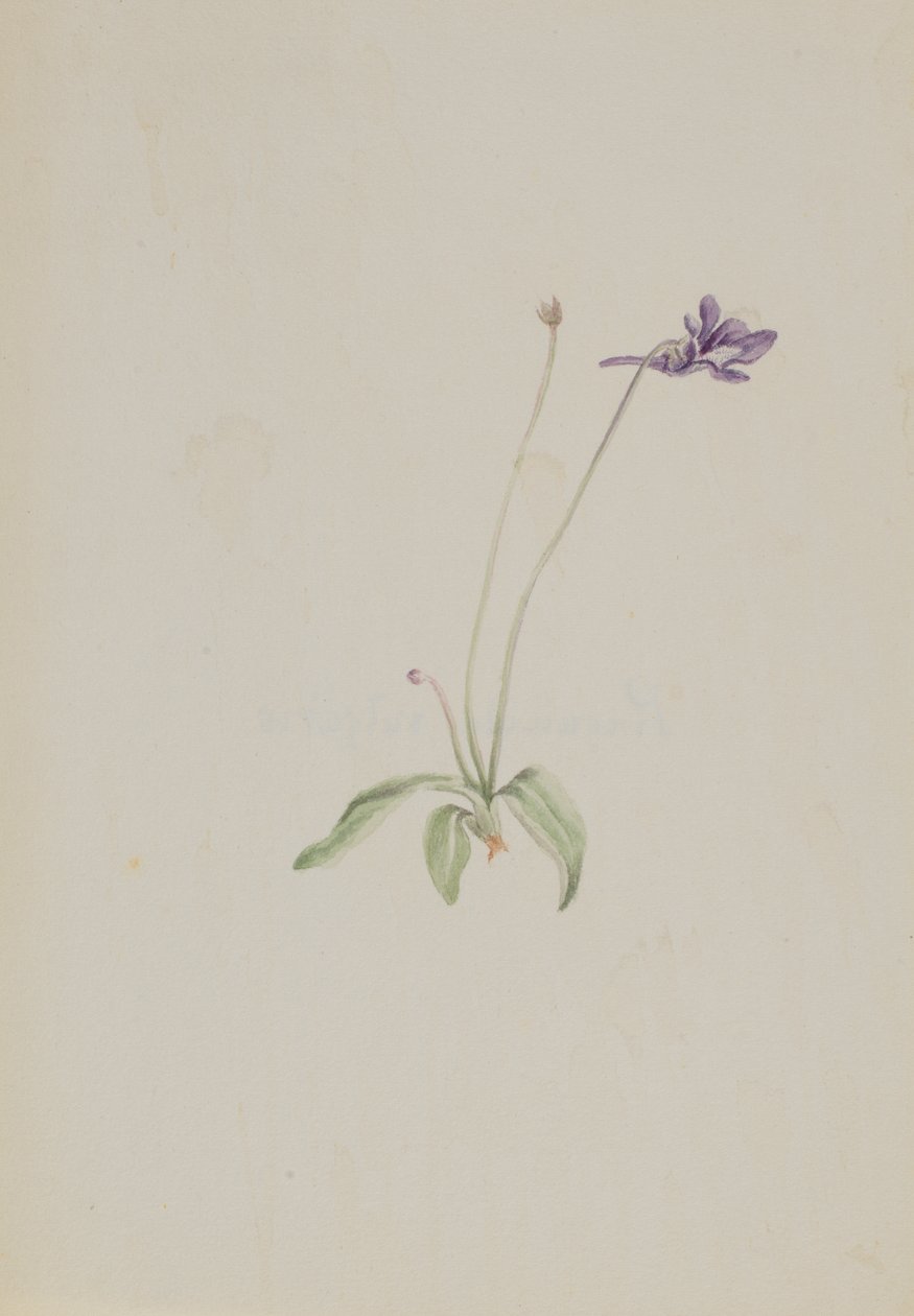 Pinguicula vulgaris, ca. tidlig på 1930-tallet. av Mary Vaux Walcott