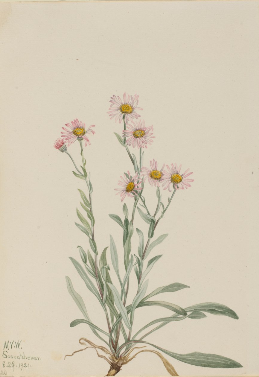  av Mary Vaux Walcott