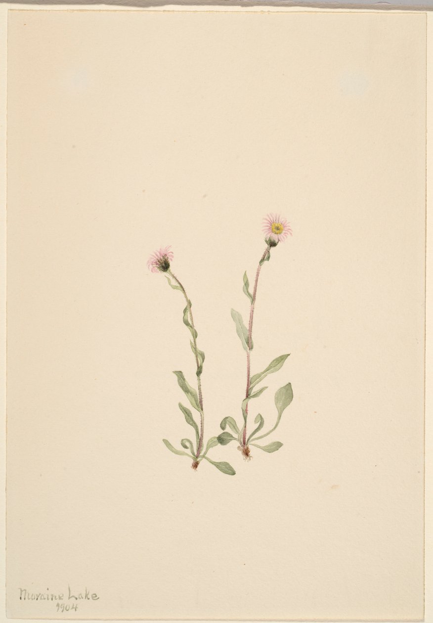  av Mary Vaux Walcott