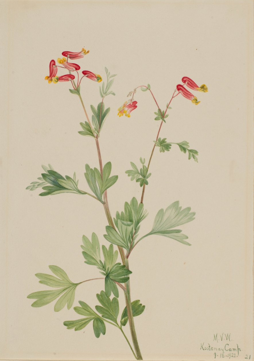  av Mary Vaux Walcott