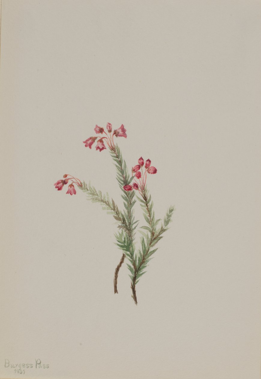  av Mary Vaux Walcott