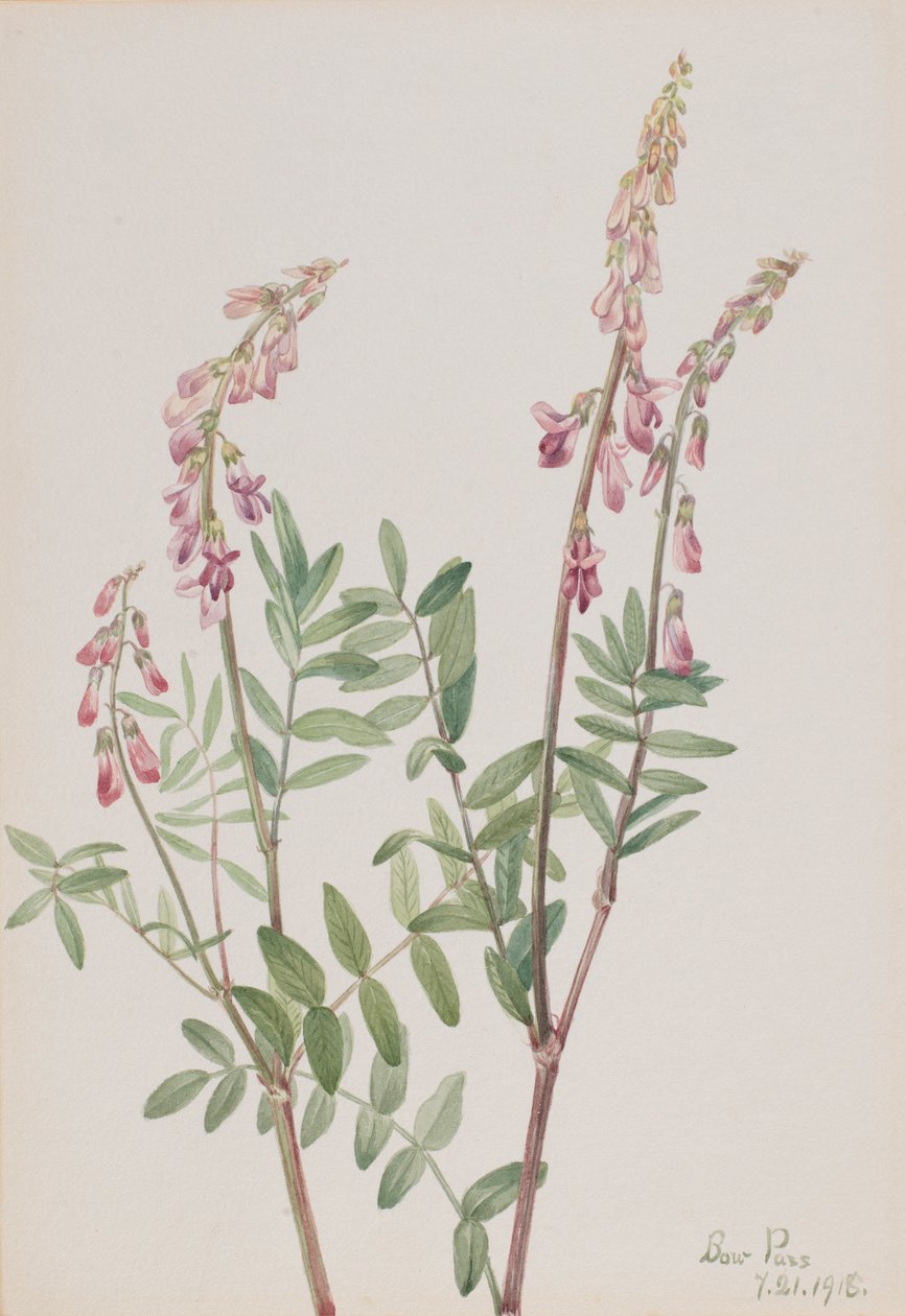  av Mary Vaux Walcott
