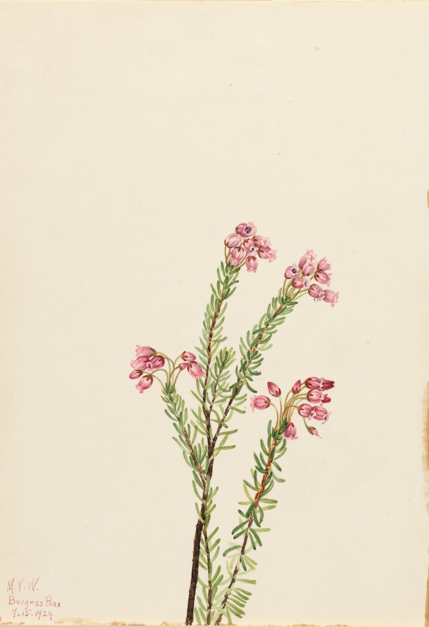  av Mary Vaux Walcott