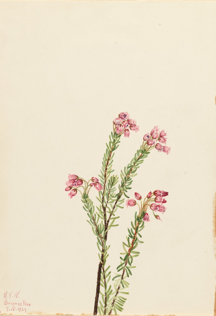 Pink Mountain Heather Phyllodoce empetriformis, 1924. av Mary Vaux Walcott