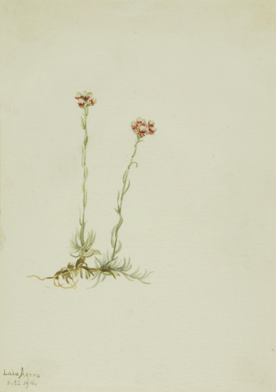  av Mary Vaux Walcott