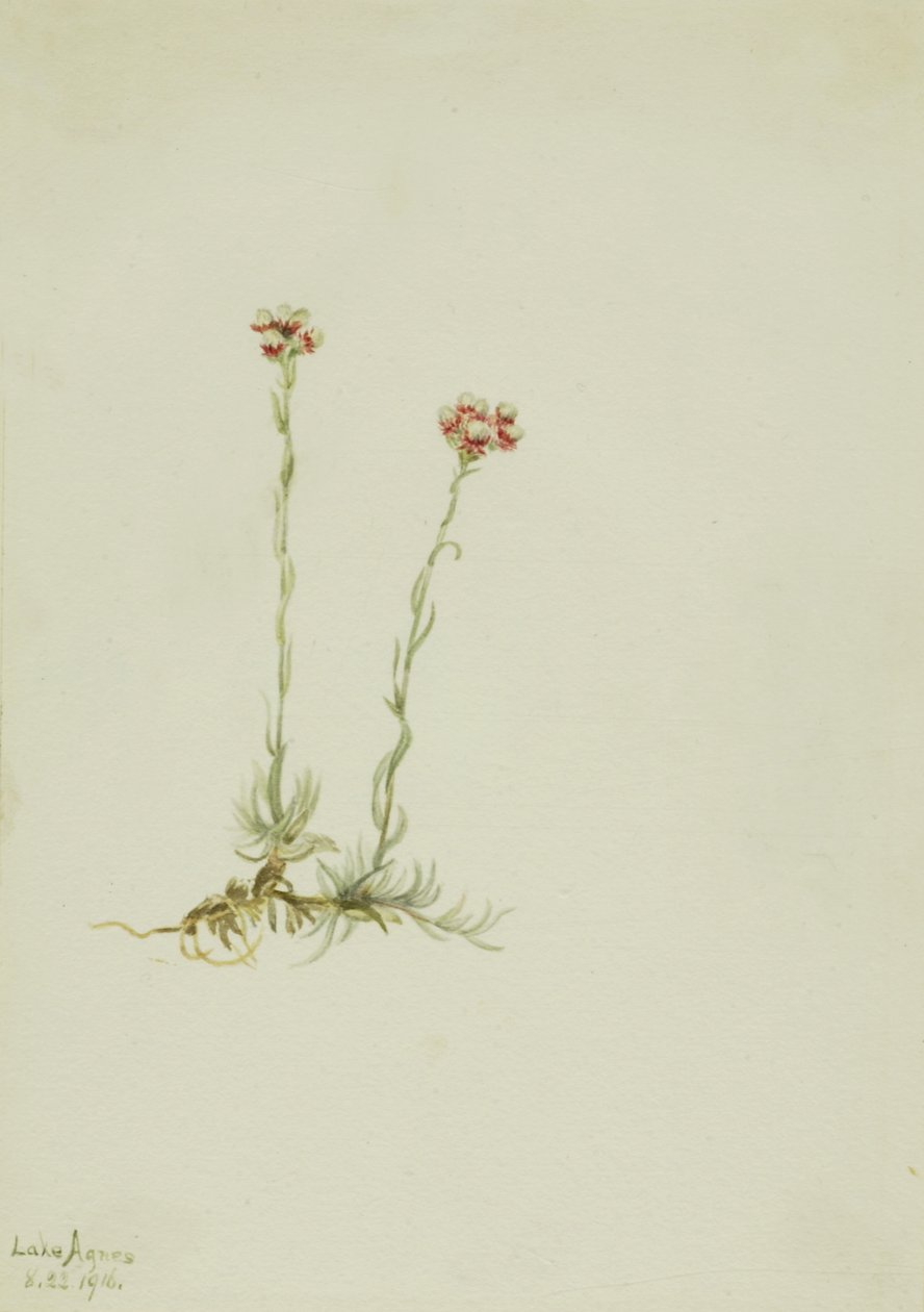 Pink Pussytoes Antennaria rosea, 1916. av Mary Vaux Walcott