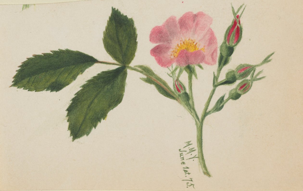  av Mary Vaux Walcott