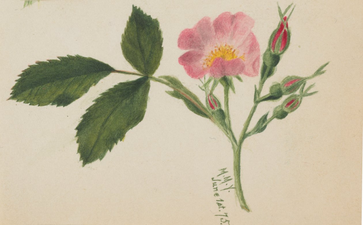 Rosa rose, 1875. av Mary Vaux Walcott