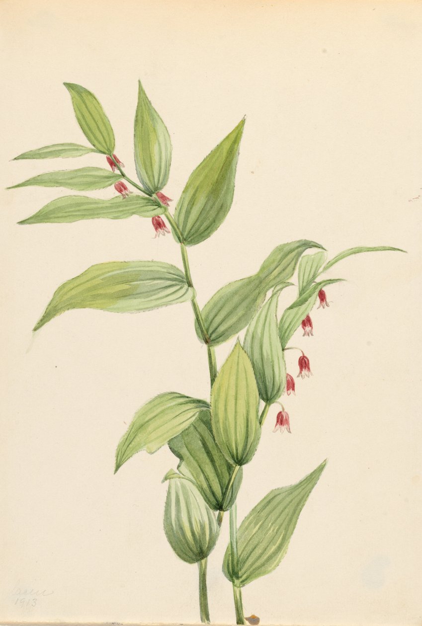  av Mary Vaux Walcott
