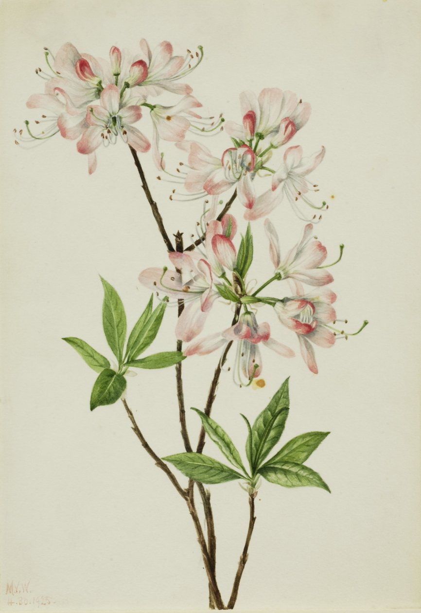  av Mary Vaux Walcott